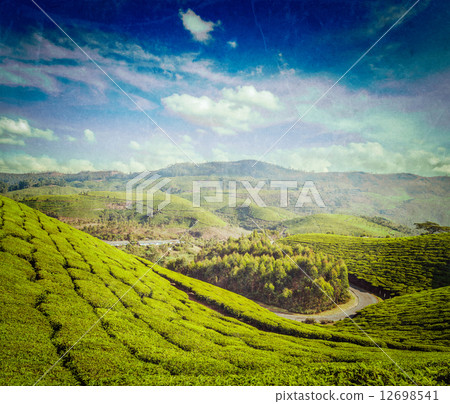 Green tea plantations in Munnar, Kerala, India 12698541