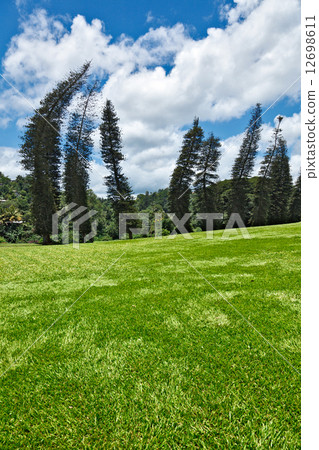 Crooked Cook Pines (Araucaria columnaris) Crooked Cook Pines (Araucaria columnaris) 12698611