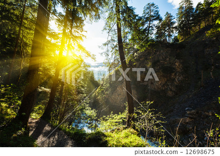 Green forest with sunrays Green forest with sunrays 12698675