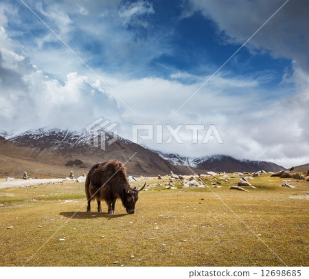 Yak grazing in Himalayas 12698685