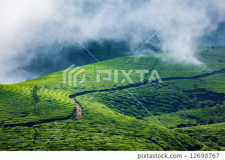 Green tea plantations in Munnar, Kerala, India Green tea plantations in Munnar, Kerala, India 12698767