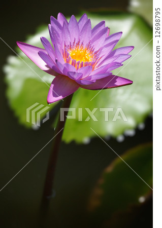 Purple lotus 12698795