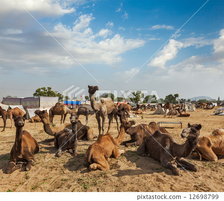 Camels at Pushkar Mela (Pushkar Camel Fair), India 12698799