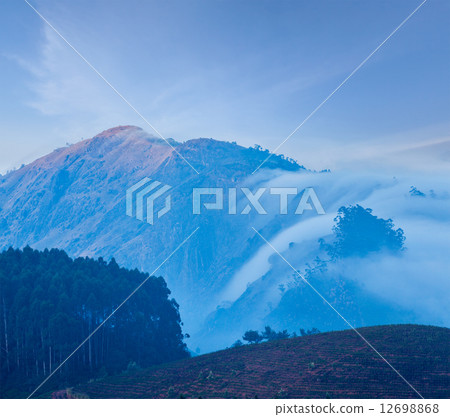 Green tea plantations in Munnar, Kerala, India 12698868