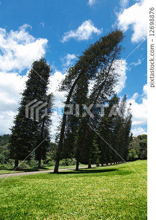 Crooked Cook Pines (Araucaria columnaris) Crooked Cook Pines (Araucaria columnaris) 12698876