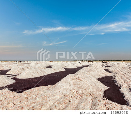 Salt mine at Sambhar Lake, Sambhar, Rajasthan, India 12698958