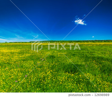 Spring summer background - blooming field meadow Spring summer background - blooming field meadow 12698989