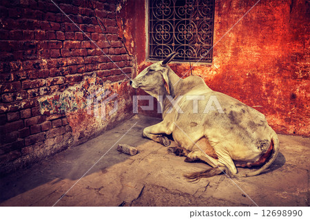 Indian cow in street Indian cow in street 12698990