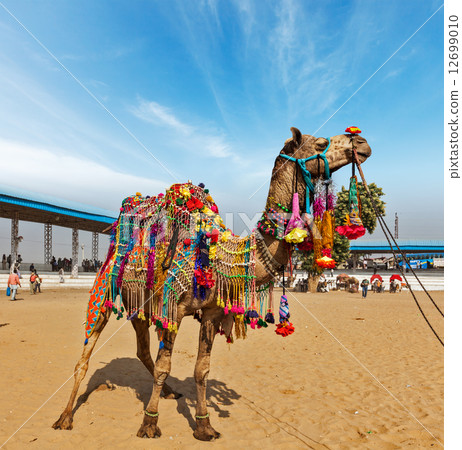 Camel at Pushkar Mela (Pushkar Camel Fair), India 12699010