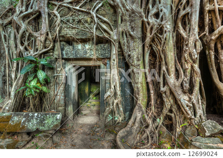 Ancient stone door and tree roots, Ta Prohm temple, Angkor, Camb 12699024