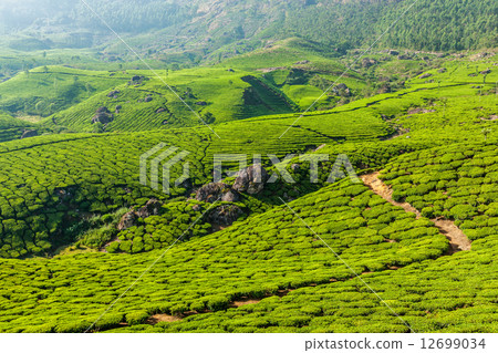 Green tea plantations in Munnar, Kerala, India 12699034