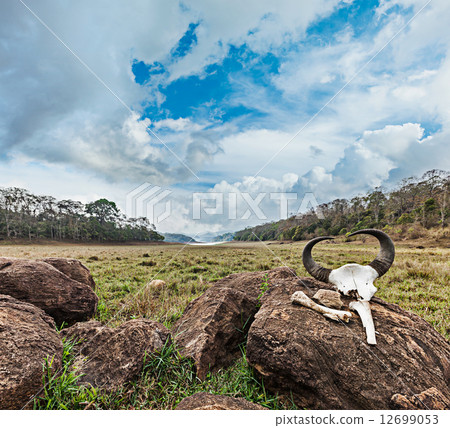 Gaur (Indian bison) skull with horns and bones Gaur (Indian bison) skull with horns and bones 12699053