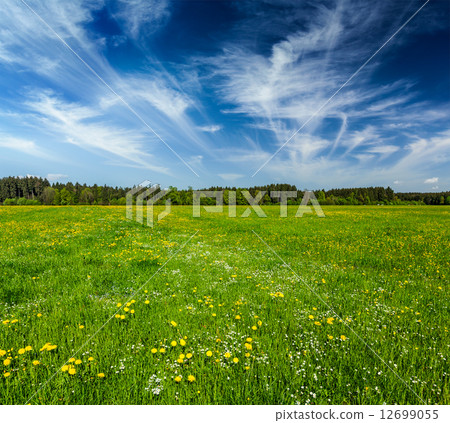 Summer meadow Summer meadow 12699055