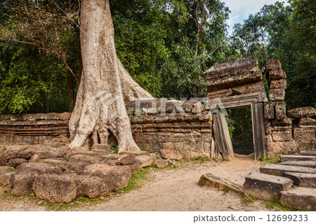Ancient ruins and tree roots, Ta Prohm temple, Angkor, Cambodia 12699233