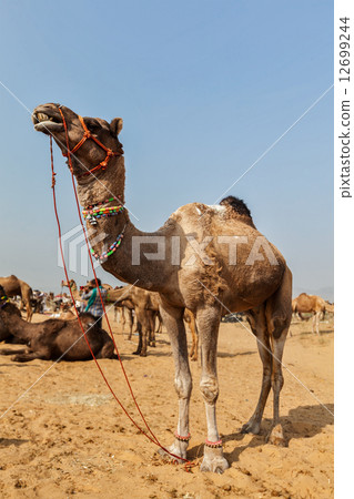 Camels at Pushkar Mela (Pushkar Camel Fair), India 12699244