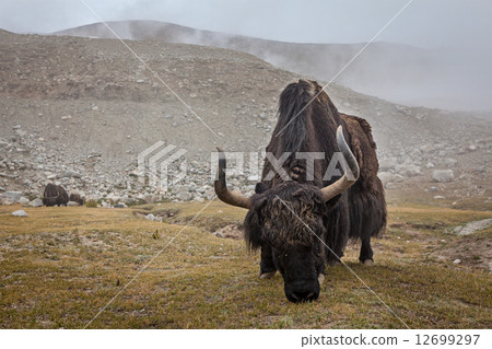 Yak grazing in Himalayas 12699297