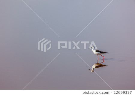 Black-winged Stilt Black-winged Stilt 12699357