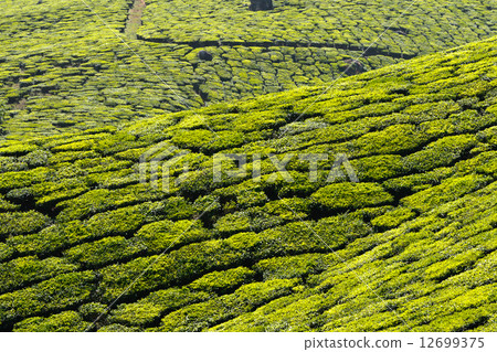 Tea plantations Tea plantations 12699375