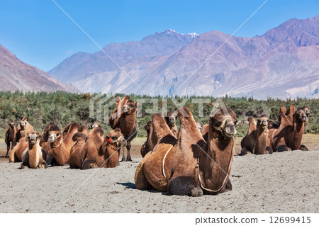 Camels in Nubra vally, Ladakh Camels in Nubra vally, Ladakh 12699415