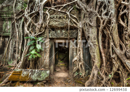 Ancient stone door and tree roots, Ta Prohm temple, Angkor, Camb Ancient stone door and tree roots, Ta Prohm temple, Angkor, Camb 12699438