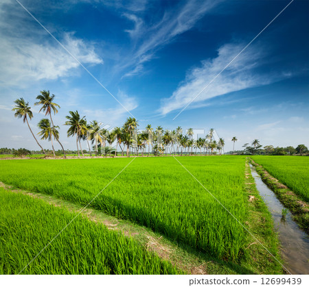 Rice close up, India Rice close up, India 12699439