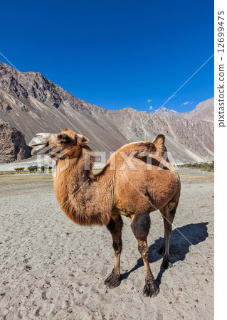 Camel in Nubra vally, Ladakh Camel in Nubra vally, Ladakh 12699475