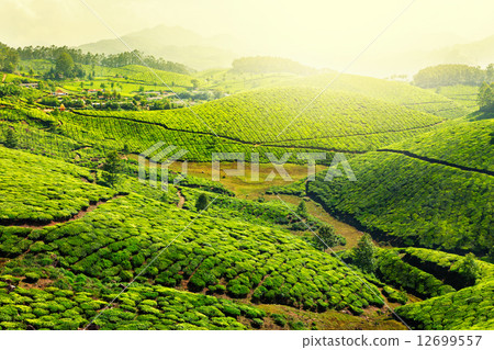 Tea plantations 12699557