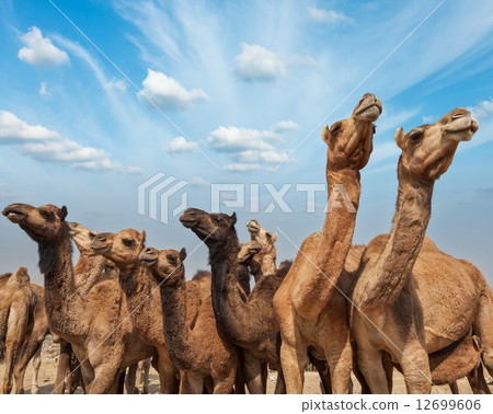 Camels at Pushkar Mela (Pushkar Camel Fair), India 12699606