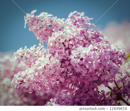 Lilac in spring Lilac in spring 12699658