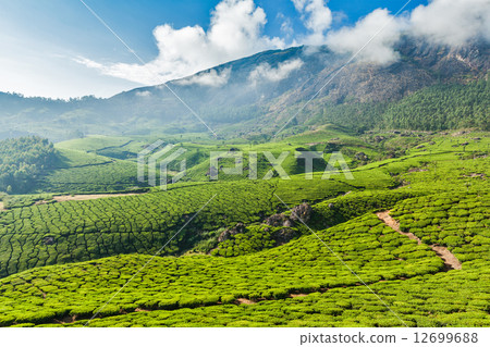 Green tea plantations in Munnar, Kerala, India 12699688