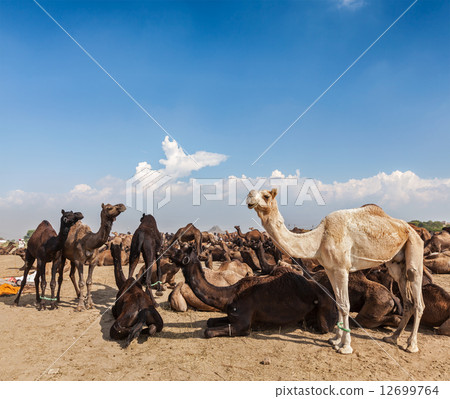Camels at Pushkar Mela (Pushkar Camel Fair), India 12699764