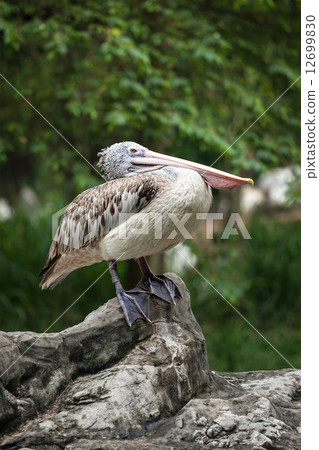 Spot-billed Pelican or Grey Pelican (Pelecanus philippensis) 12699830