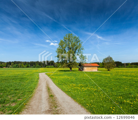 Summer meadow 12699846