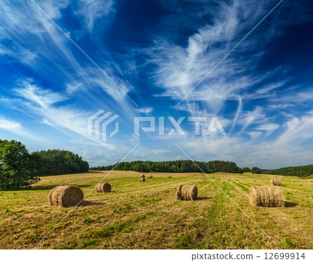 Hay bales on field Hay bales on field 12699914