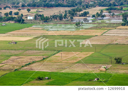 Aeiral view of Indian countryside with rice paddies, Tamil Nadu, Aeiral view of Indian countryside with rice paddies, Tamil Nadu, 12699918