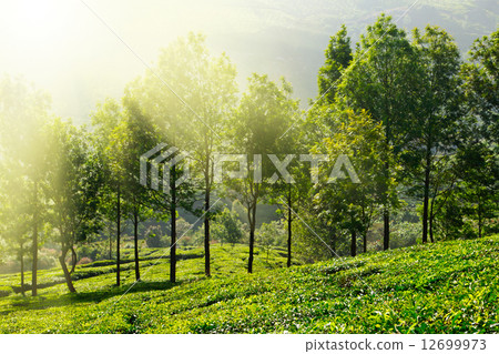 Tea plantations Tea plantations 12699973
