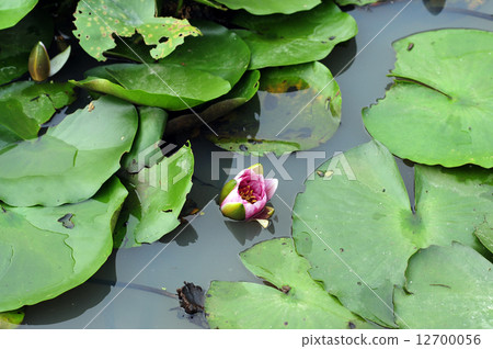 水湖池塘 12700056