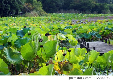 Lotus Leaf-10 Lotus Leaf-10 12700059