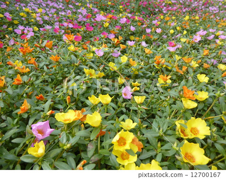 Portulaca Portulaca 12700167