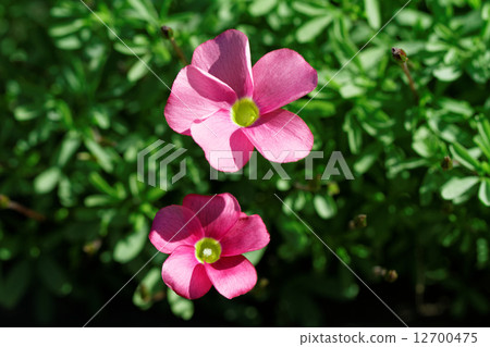 燦爛的粉紅色的花·Oxalis 12700475
