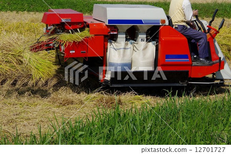 Rice harvesting and harvesting work 12701727