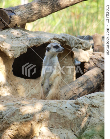 Meerkat  12702015