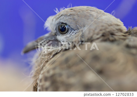 Close up of Spotted Necked Dove, baby bird. Close up of Spotted Necked Dove, baby bird. 12702833