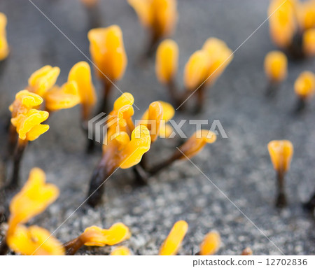Mushroom. Mushroom. 12702836