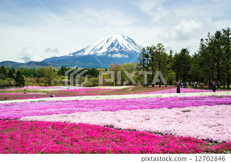 Yamanashi Prefecture Fuji Shiba Sakura Festival Yamanashi Prefecture Fuji Shiba Sakura Festival 12702846