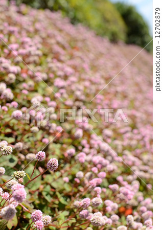 姬藤蕎麥麵夜曲 姬藤蕎麥麵夜曲 12702879
