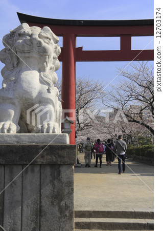 鶴岡八幡宮的櫻花盛開 鶴岡八幡宮的櫻花盛開 12703174