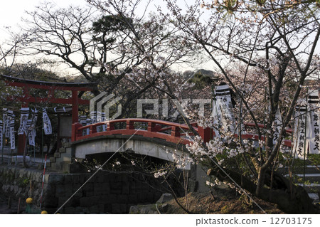 鶴岡八幡宮的櫻花盛開 鶴岡八幡宮的櫻花盛開 12703175