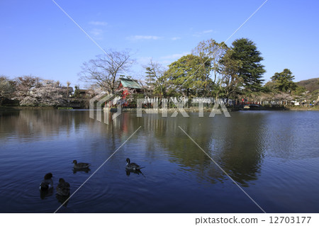 鶴岡八幡宮的櫻花盛開 12703177