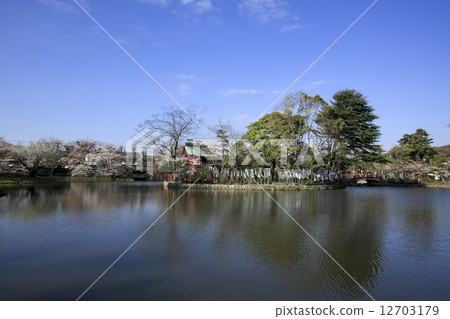 鶴岡八幡宮的櫻花盛開 12703179